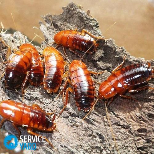 Рейд от тараканов