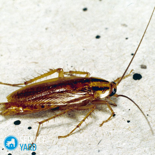 Рейд от тараканов