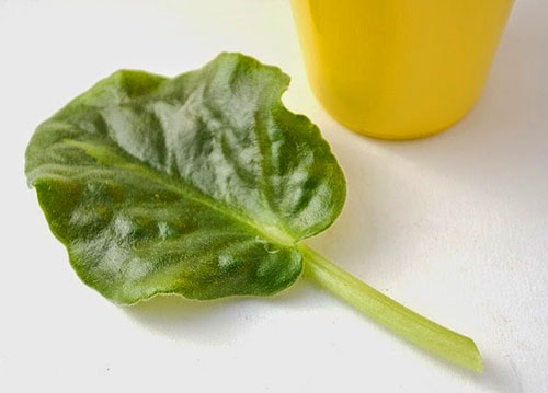 Розмноження фіалок в домашніх умовах листом