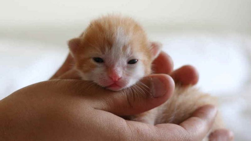 Розвиток кошенят по тижнях і місяцях: вік кошеня і його характеристика