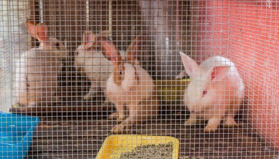 Сітка для кліток кроликів: розміри, опис, відео Сітка для кліток кроликів: розміри, опис, відео