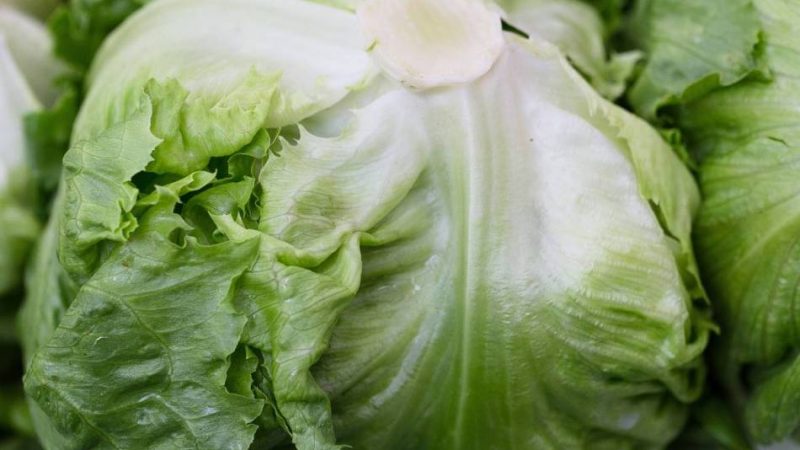 Салат айсберг вирощування на дачі з насіння. Салат айсберг: користь і шкоду для організму, глікемічний індекс, калорійність, склад