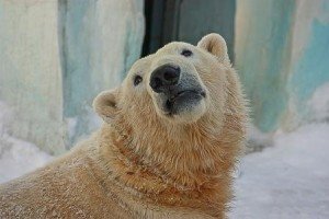 Сценарій новорічного ранку в дитячому садку за мотивами казки Умка