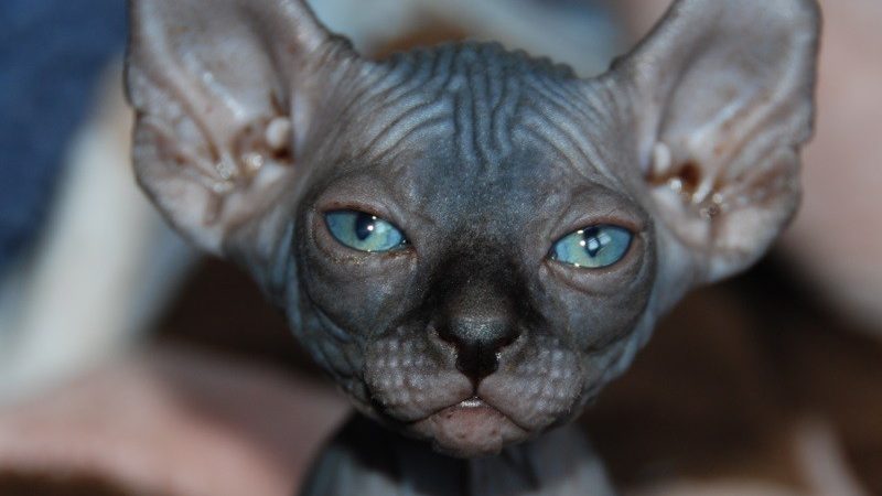 Що буде, якщо кішці або кота відрізати вуса: наслідки. Виростуть у кішки обрізані вуса?