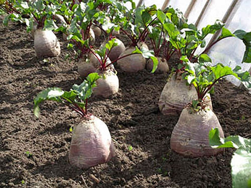 Що ми знаємо про види і сорти буряків?