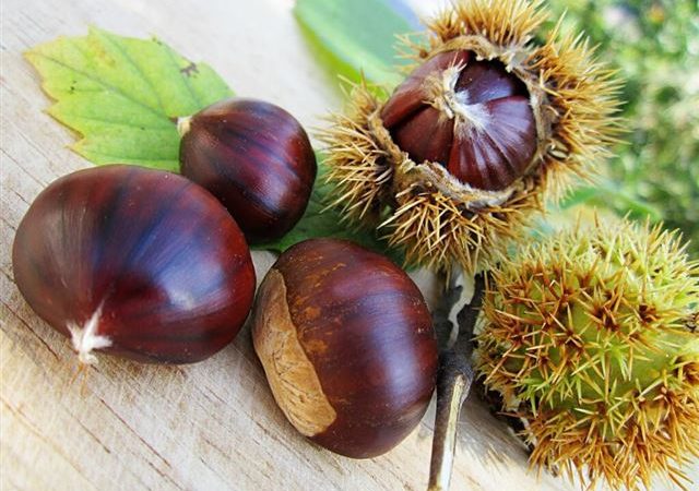 Що можна зробити з каштанів з дітьми своїми руками?