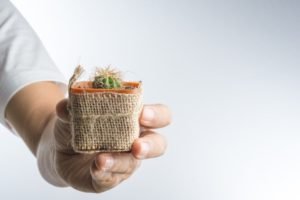 Що означає кактус в подарунок – народні прикмети, можливі тлумачення Що означає кактус в подарунок – народні прикмети, можливі тлумачення