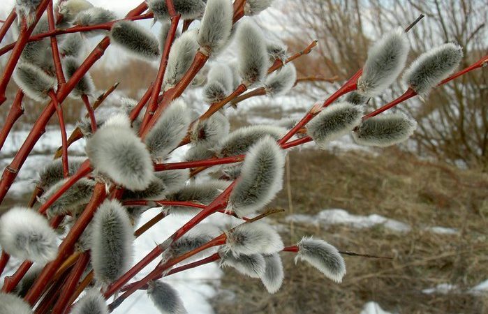 Що робити з освяченою вербою, куди подіти вербу з минулого року? Коли потрібно рвати вербу на вербну неділю та освячувати вербу в церкві?