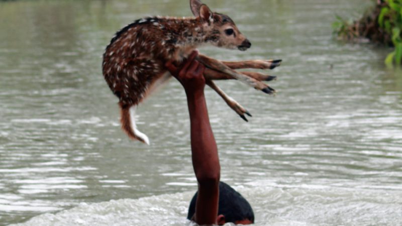 Що значить бути сміливим у повсякденному житті: аргументи для твору, есе. Сміливість і боягузтво в повсякденному житті: порівняння