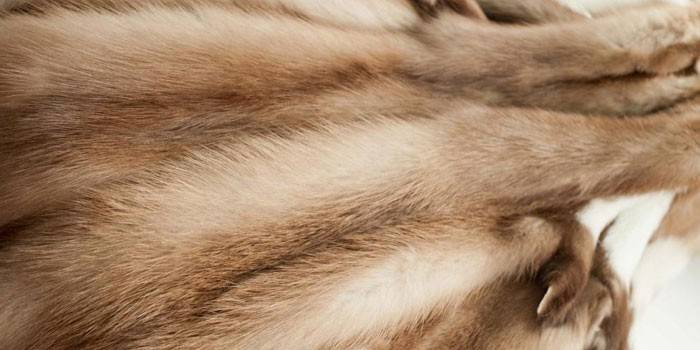 Шуба з куниці: як вибрати, характеристики куньего хутра