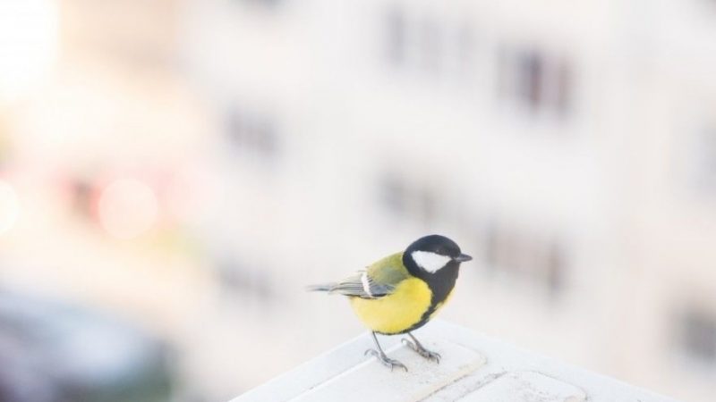 Синиця залетіла у вікно, будинок, стукає у вікно: основні, цікаві, популярні прикмети — що робити з залетевшей синицею?