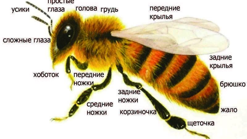 Скільки пар крил у медоносної бджоли, лапок: фото, опис. Будова медоносної бджоли: опис