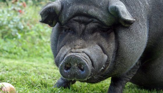 Скільки важить свиня: таблиця по місяцях і розмірами