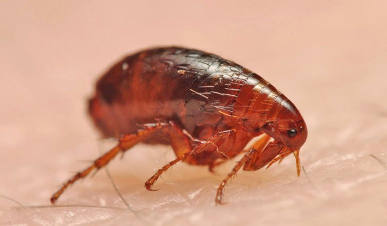 Сколько дней живут и размножаются блохи