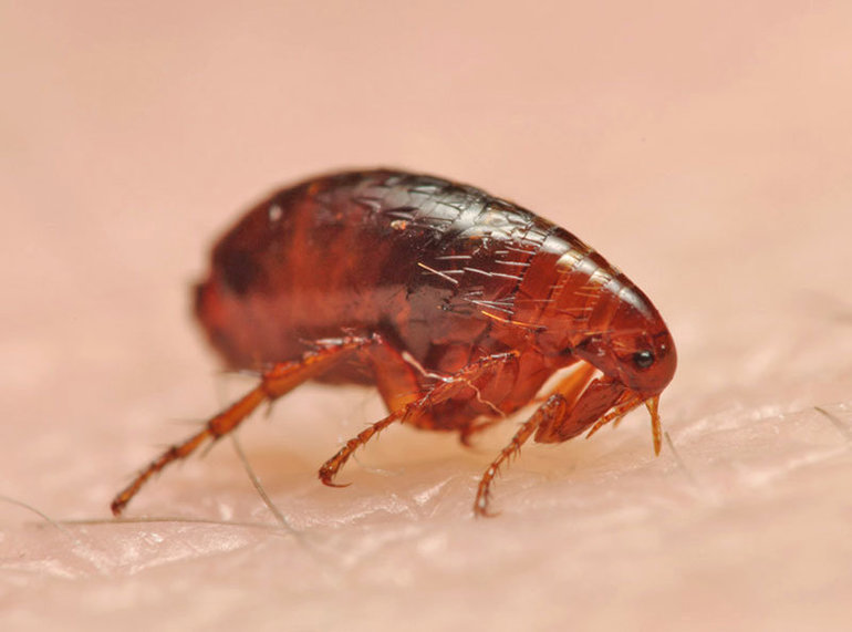 Сколько дней живут и размножаются блохи