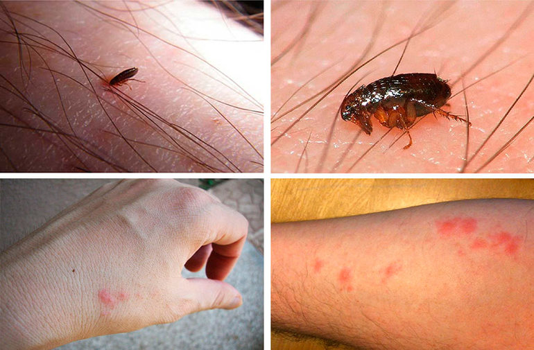 Сколько дней живут и размножаются блохи