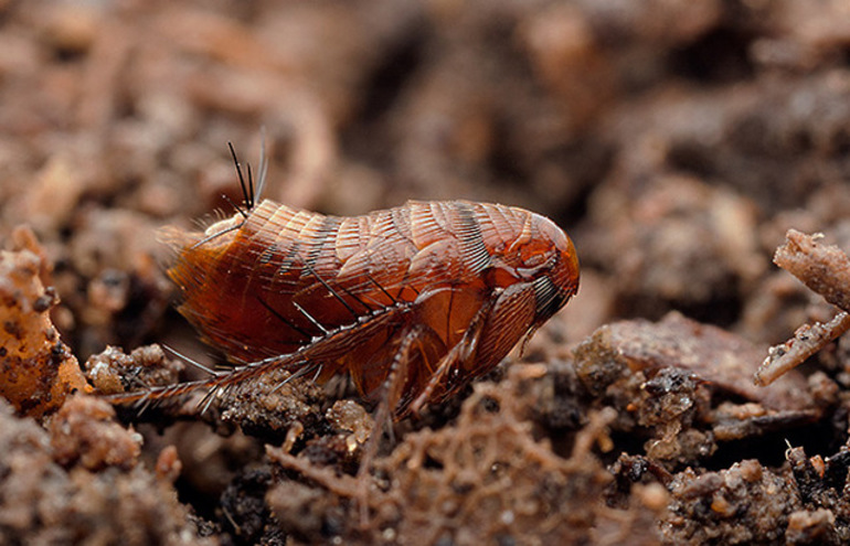 Сколько дней живут и размножаются блохи
