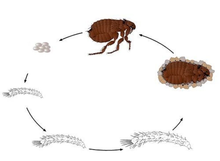 Сколько дней живут и размножаются блохи