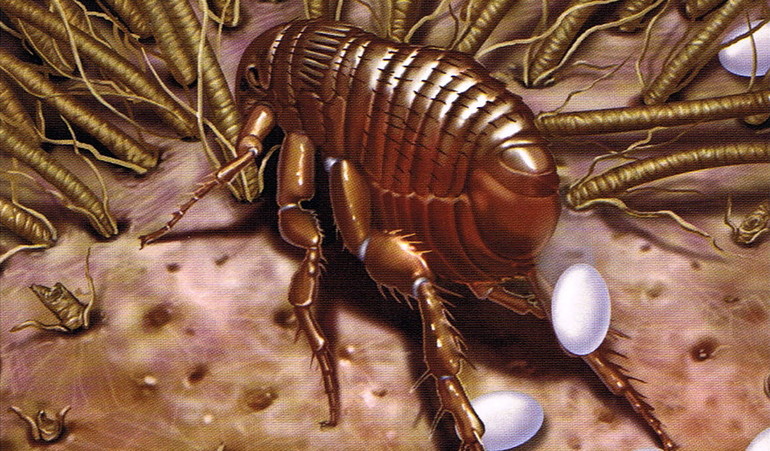 Сколько дней живут и размножаются блохи