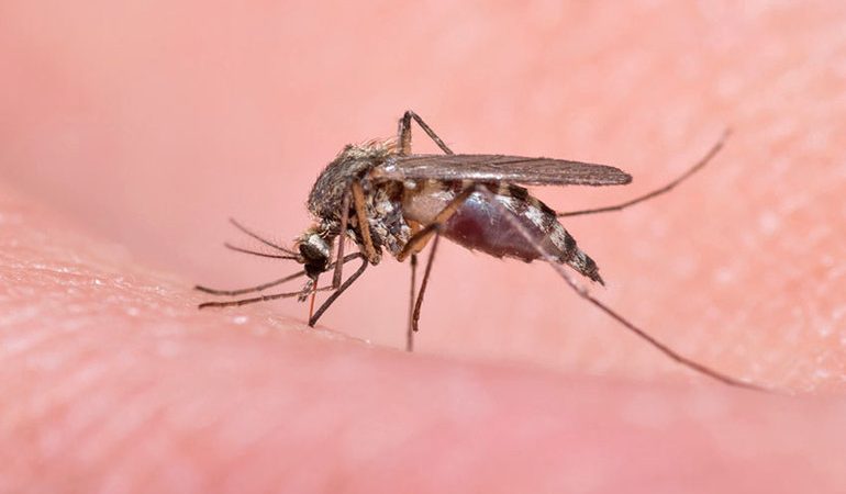 Сколько дней живут самцы и самки комаров в квартире