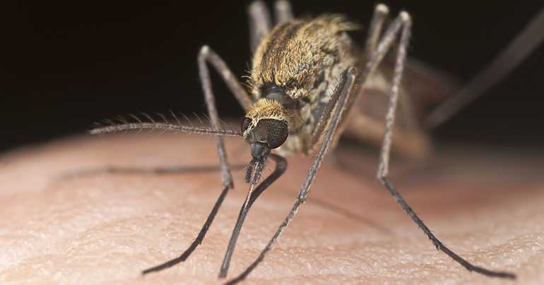 Сколько дней живут самцы и самки комаров в квартире Сколько дней живут самцы и самки комаров в квартире