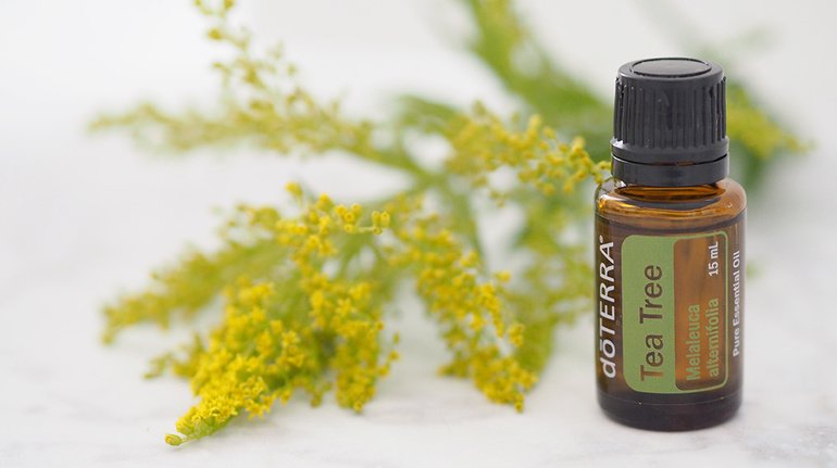 Сколько дней живут самцы и самки комаров в квартире Сколько дней живут самцы и самки комаров в квартире