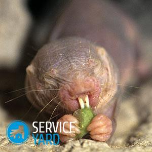 Слепыши и борьба с ними