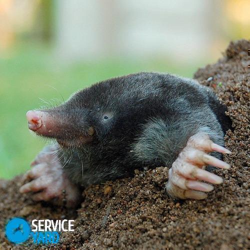 Слепыши и борьба с ними