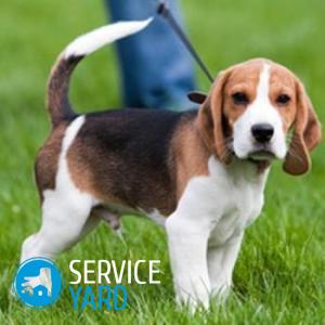 Собака гадит на кровать — что делать?