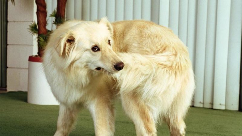 Собака гризе, кусає свій хвіст і задні лапи: причини, лікування