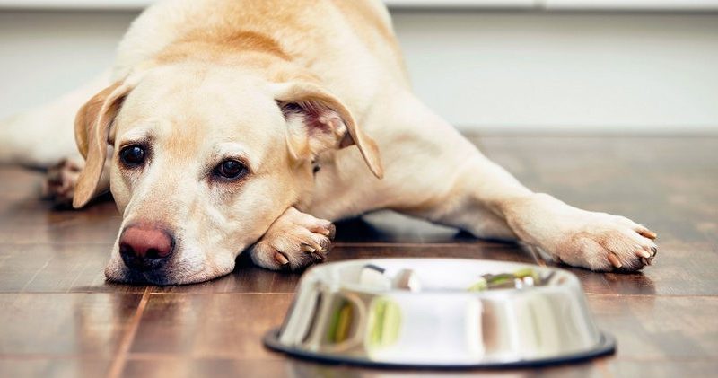 Собака не їсть: тривожні симптоми та причини відсутності апетиту — як підвищити апетит?