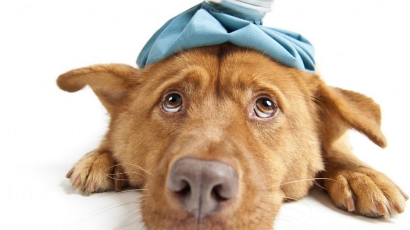 Собака п'є дуже багато води і мочиться: причина. Скільки води повинна пити собака в день в нормі?