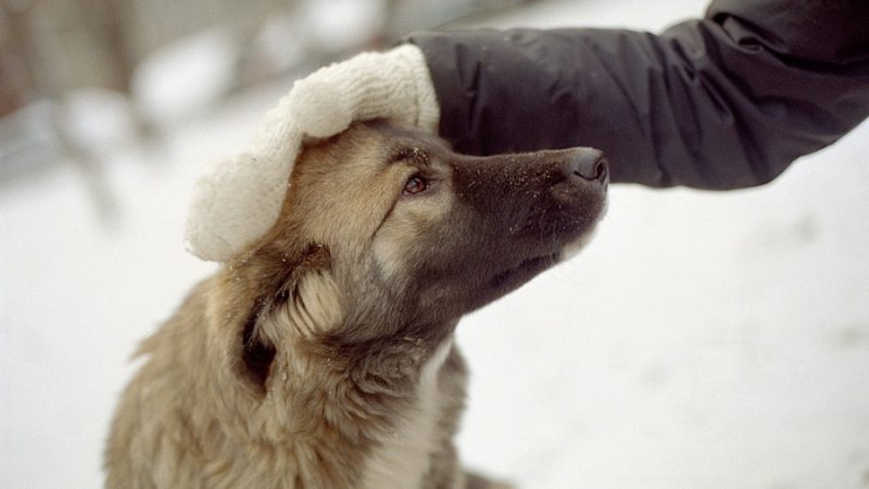 Собаки для вуличного змісту: список порід. Яку температуру витримують собаки взимку на вулиці?