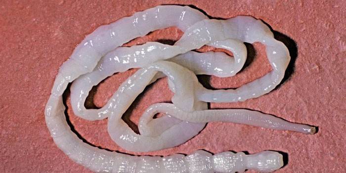 Солітер у людини в організмі