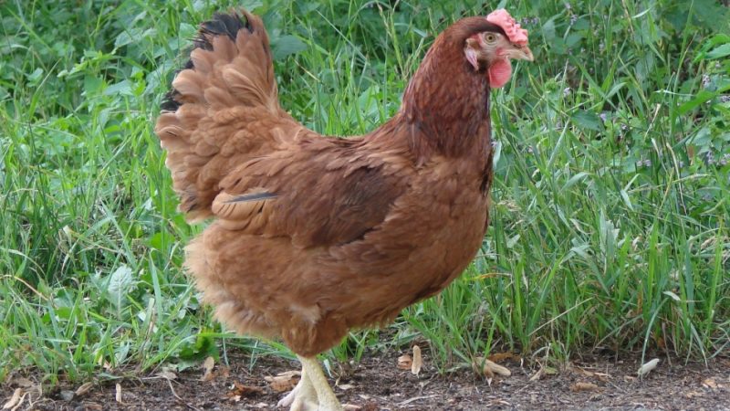 Сонник — кури: до чого сниться уві сні руда, чорна і біла курка? До чого сниться курка, що несе яйця, клюющая, варена, з курчатами?