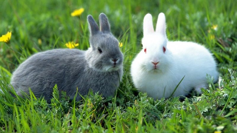 Сонник — сниться заєць: значення снів за різними сонникам