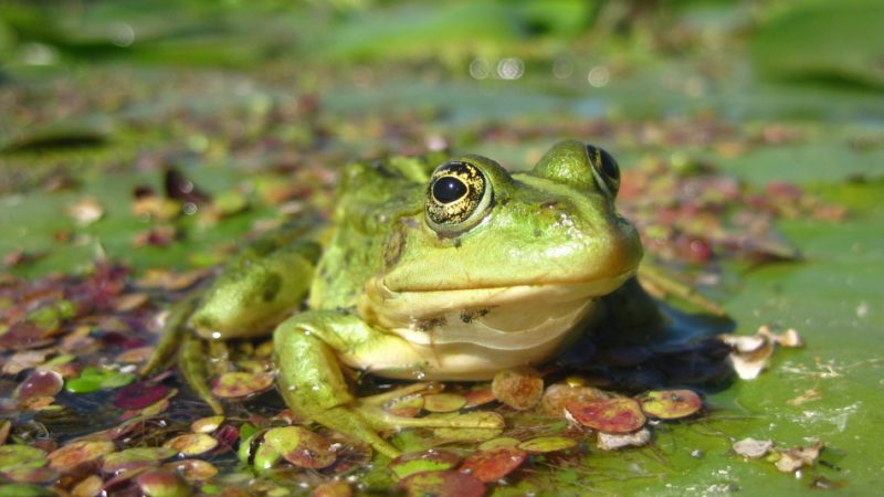 Сонник жаба: велика, мала, біла, зелена, чорна, бридка, золота. До чого сниться жаба у воді, на землі, в траві, розчавлена, квакающая: значення снів