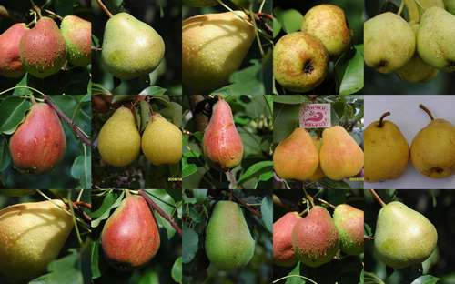 Сорти груш для вирощування в Україні
