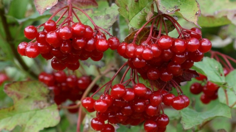 Спиртні напої з ягід червоної калини — домашнє вино, настоянка, лікер і наливка: найкращі рецепти