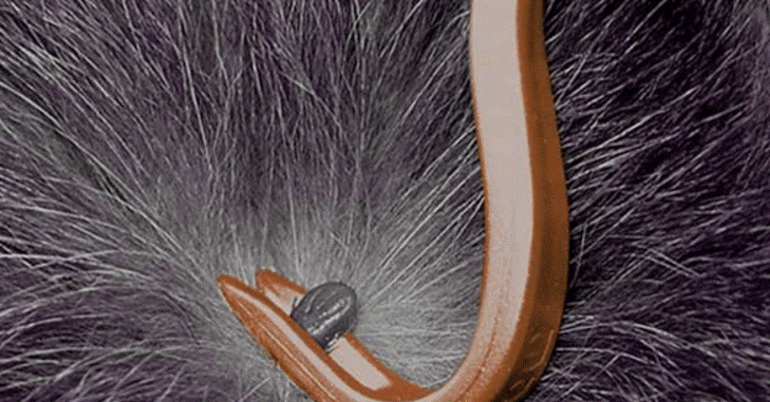 Способ вытащить клеща у кота в домашних условиях: методы извлечения