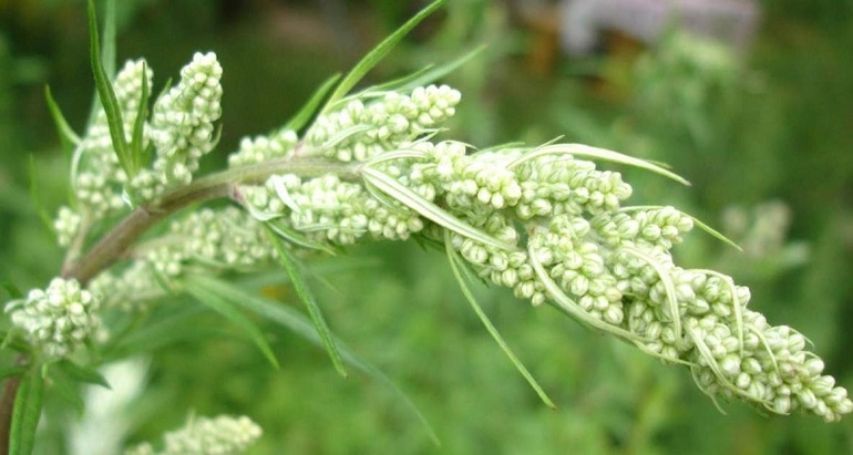 Способы применения полыни от блох в доме