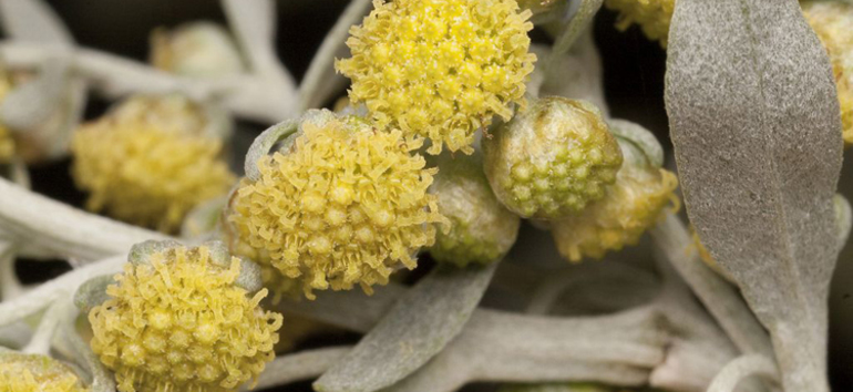 Способы применения полыни от блох в доме Способы применения полыни от блох в доме