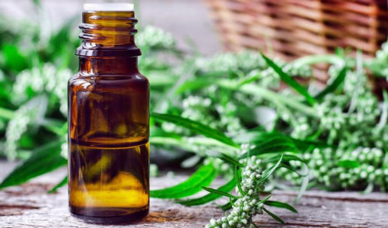 Способы применения полыни от блох в доме Способы применения полыни от блох в доме