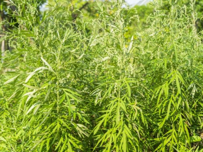 Способы применения полыни от блох в доме Способы применения полыни от блох в доме