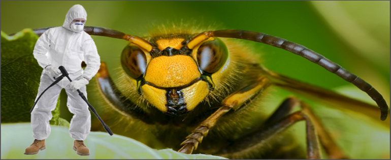 Способы самостоятельного выведения ос из-под крыши частного дома Способы самостоятельного выведения ос из-под крыши частного дома
