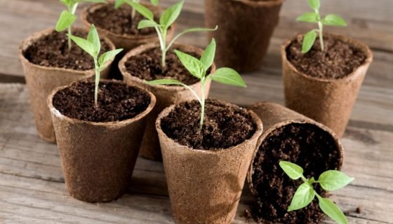 Сприятливі дні для посіву перцю за місячним календарем