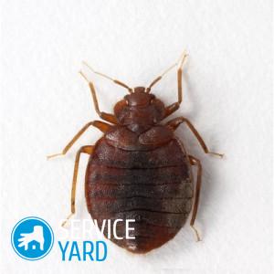 Средство от клопов чистый дом аэрозоль — отзывы