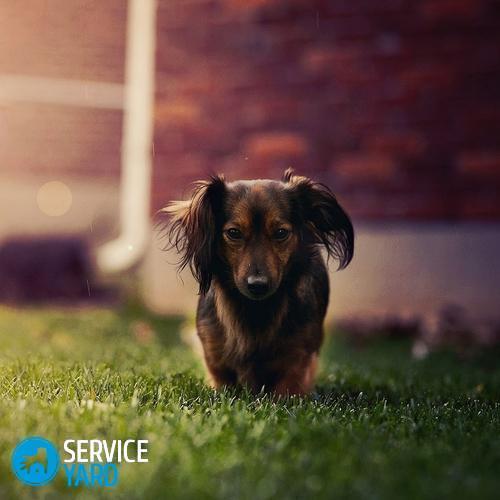 Средство от комаров для собак ? спрей, капли, как обработать ошейник