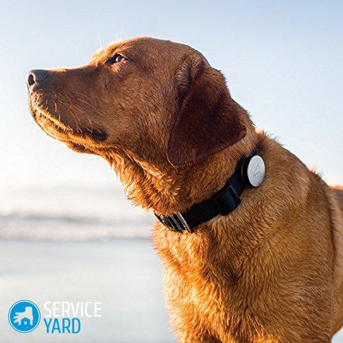 Средство от комаров для собак ? спрей, капли, как обработать ошейник