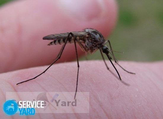 Средство от комаров в домашних условиях ? как вывести комаров из квартиры